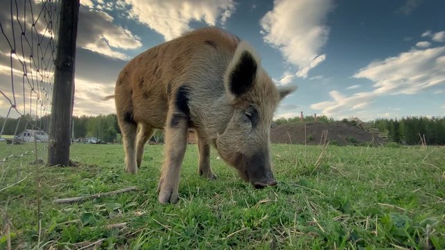 Pig grazing green grass on farm land, moving, sniffing camera lens with snout.