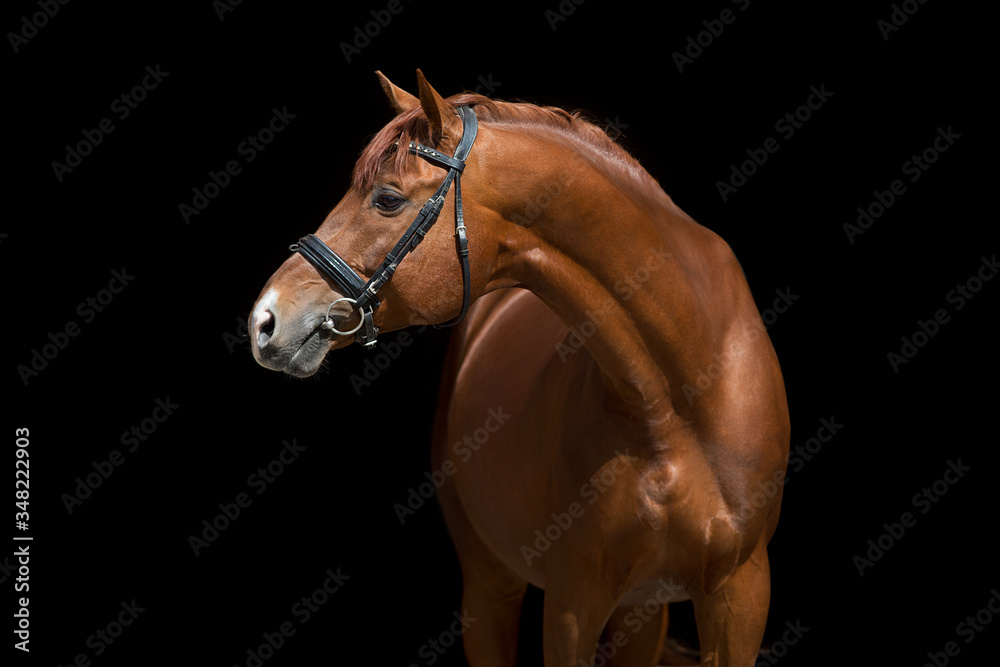 Canvas Prints Red stallion close up portrait on black backgound