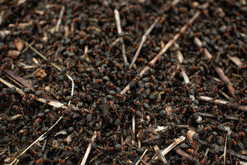 Colony of meadow ants close up. Insect life