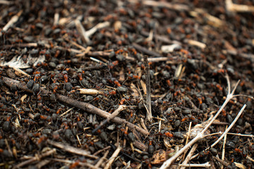 Colony of meadow ants close up. Insect life