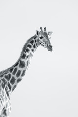Head and shoulders shot of Rothschild's Giraffe in high key black and white.  