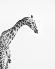 Head and shoulders profile shot of a Rothschild's Giraffe in high key black and white.  