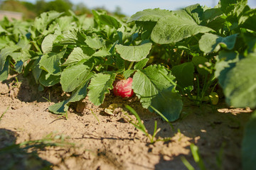 radish in a field ready to harvest