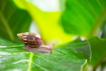 Snails on wet green leaves after the rain