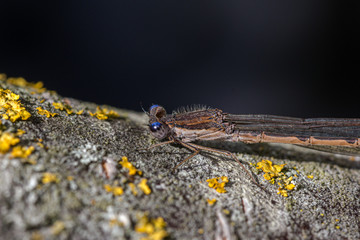common winter damselfly sitting on wood