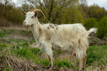 A rustic white goat grazes near the river close-up.