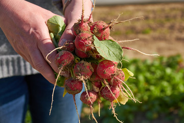 fresh harvested radish held in hand