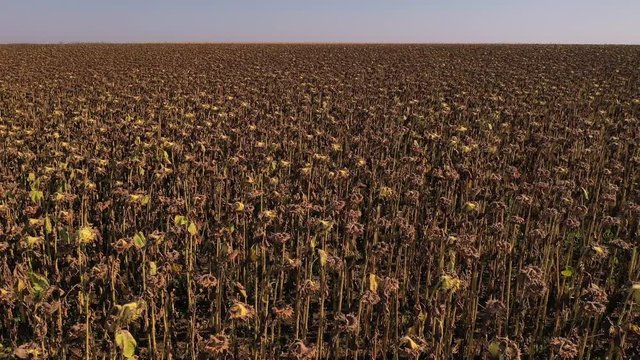 Aerial 4k drone clip showing severe drought conditions affecting the sunflower crop fields