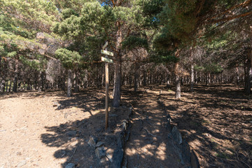 pine forest in Sierra Nevada (Spain) 