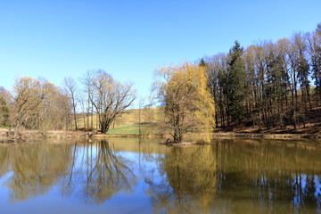 Fototapeta na wymiar lake near the pine forest with a tree inside