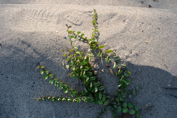 vine on the beach sand hot summer