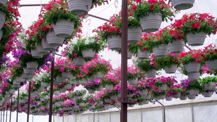 Colorful decorative petunias are grown in a greenhouse