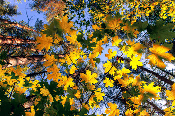 Yellow maple leaves in autumn sunny morning on blue sky background.