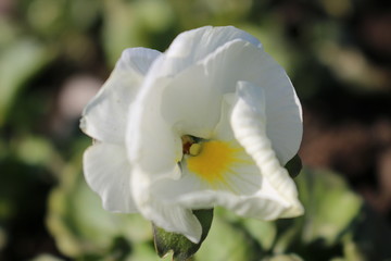 White with a yellow center Pansies. One flower. Macro