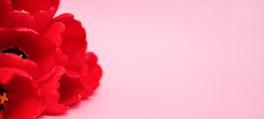 Flowers and red petals of tulips on a rose background. Close up. Space for text