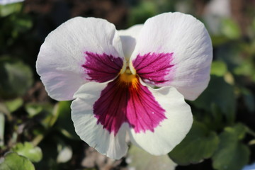 White with maroon and yellow center Pansies. One flower. Macro