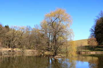 Fototapeta na wymiar lake near the pine forest with a tree inside