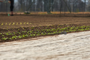 lines of young spinach on a farm