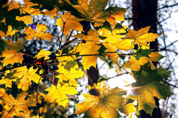 Yellow maple leaves in autumn sunny morning on blue sky background.