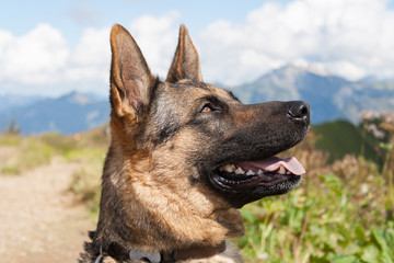 Profilansicht eines Schäferhundes mi Blick nach oben