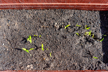 Pepper seeds germinating on small plants in a pot