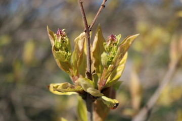 Spring. Tender young leaves open and the first buds appear.