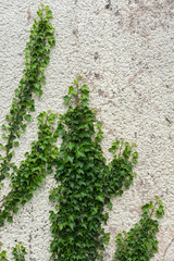 lierre sur mur 