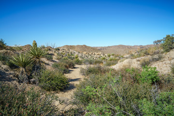 hiking the lost palms oasis trail in joshua tree national park, california, usa