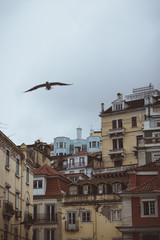 Gaviota por los tejados de la ciudad