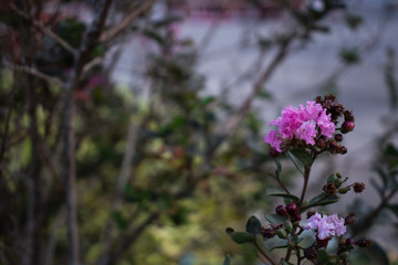 vivid pink flowers in the garden close up