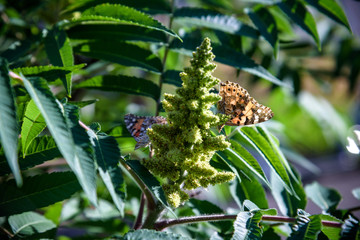 Monarch Butterfly Danaus plexippus . Monarch Butterflies cluster together on the pines and eucalyptus trees during their migration to overwinter in Monarch Grove Sanctuary, Pacific Grove, CA