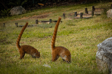 agouti dans l'herbe