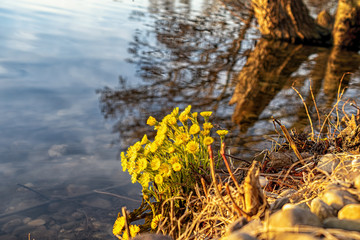 
yellow flowers in autumn on the lake