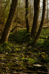 Naklejka premium Small spring creek in the forest among large trees
