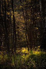 Obraz premium Bright sunlight illuminates the grass and flowers in the depths of the dark forest