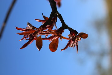 Spring. Tender young leaves of the Nedzvedsky Apple tree are blooming
