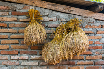 Getrocknete Reisbündel als Dekoration auf Bali, Indonesien, 