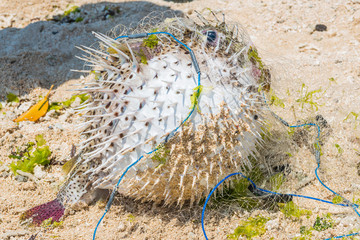 Kugelfisch im Netz gefangen, Bali in Indonesien © franzeldr