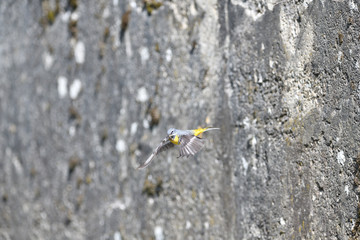 The grey wagtail flying with insect in beak over the river