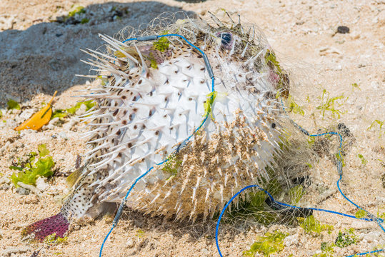 Kugelfisch im Netz gefangen, Bali in Indonesien