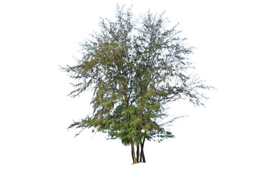 Sea oak isolated on white background (Casuarina equisetifolia L. ) - 348227553