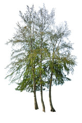 Sea oak isolated on white background (Casuarina equisetifolia L. )