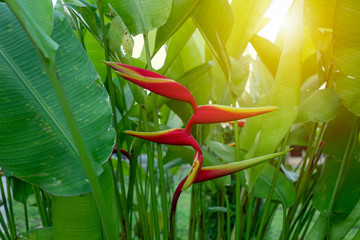 Tropical red heliconia blooming with warm sunlight and green leaves branches as background.