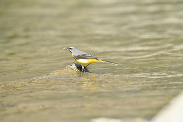 The grey wagtail standing on the stone at river with insects in beak 