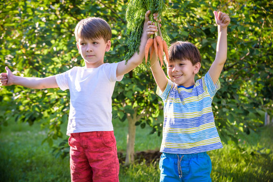 Children with a carrot in the garden. Two boys with vegetables in farm