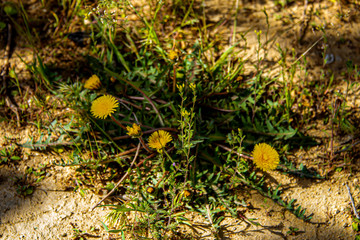 Одуванчики