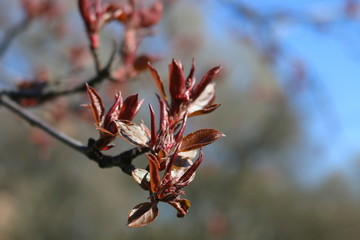Spring. Tender young leaves of the Nedzvedsky Apple tree are blooming