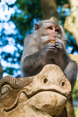 Makaken-Affe im Sacred monkey forest in Ubud auf Bali, Indonesien