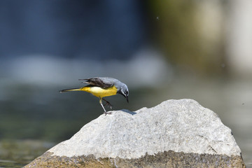 The grey wagtail standing on the stone at river with insects in beak 