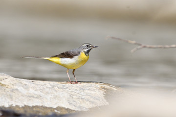 The grey wagtail standing on the stone at river with insects in beak 